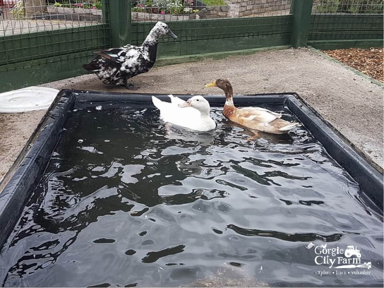 Large Plastic Duck Pond. Easy To Keep Clean
