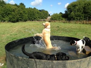 Dog Swimming Pool Paddling Pool 1000 Litres Outdoor Extremely Strong 25 Year Guarantee