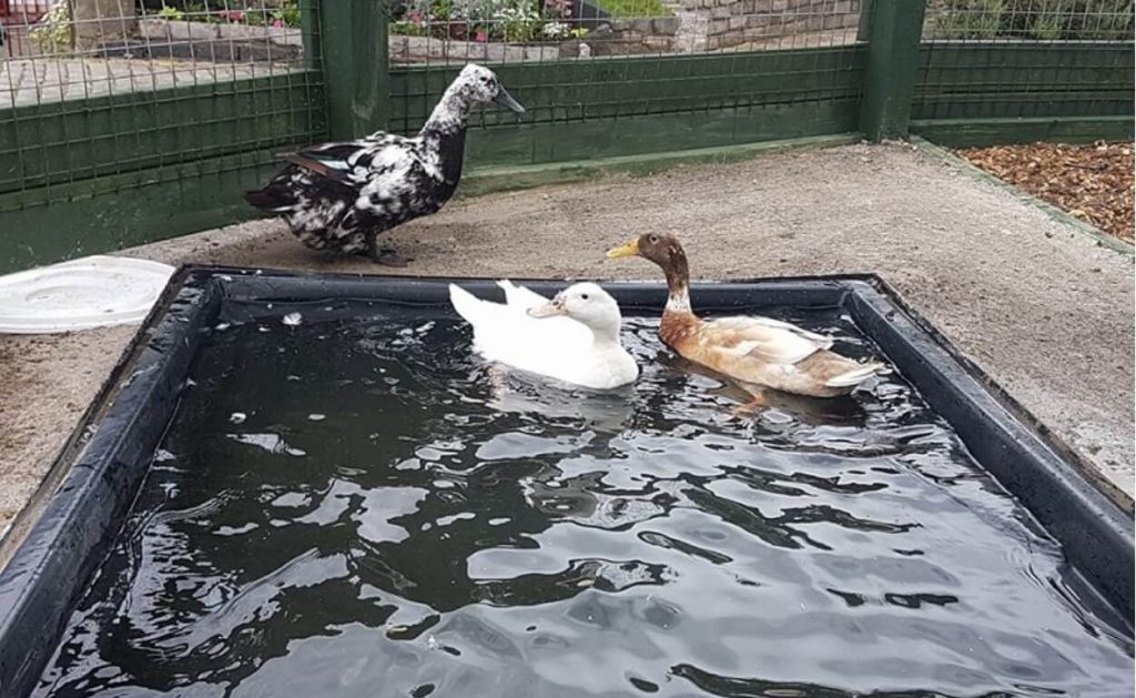 DIY Plastic Duck Pond. Easy To Keep Clean