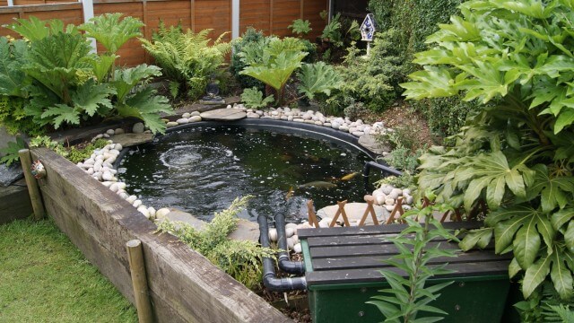 Steve Graysons pond design